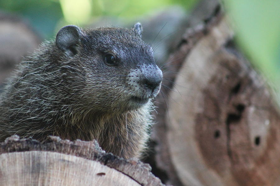 Woodchuck Photograph - Woodchuck On A Woodpile by Callen Harty Woodchuck Photograph - Woodchuck On A Woodpile by Callen Harty