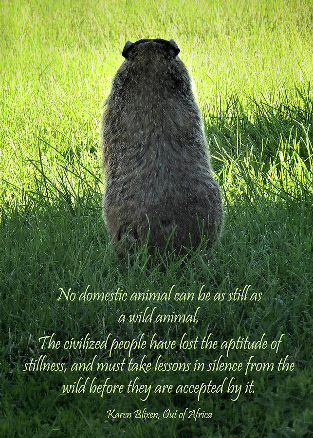 Woodchuck Wisdom Photograph by Nancy Griswold