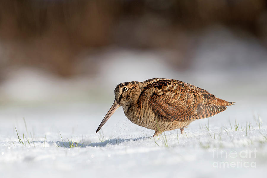 Woodcock In The Snow Photograph