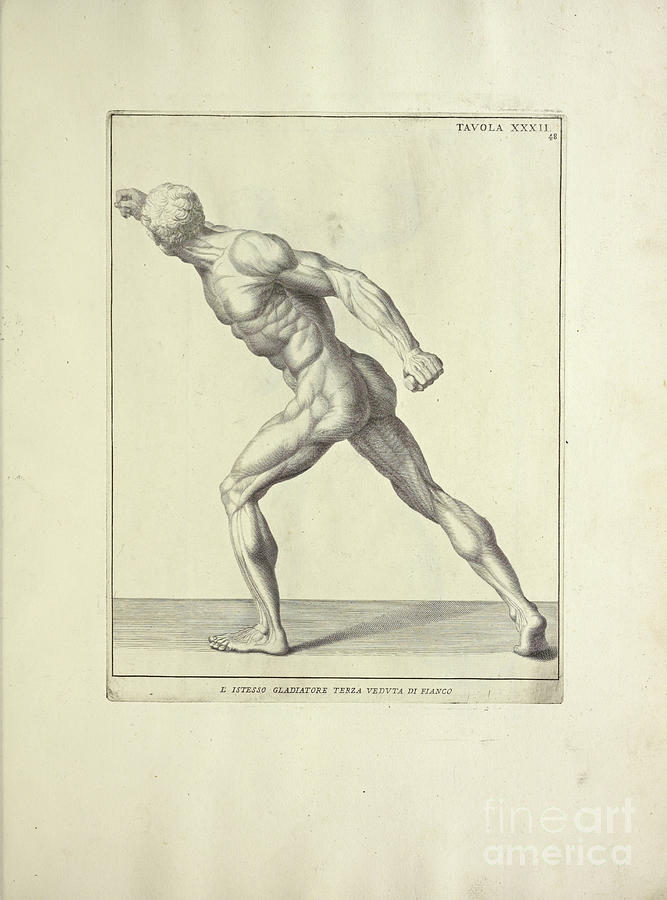 woodcut print of Human Anatomy m9 Photograph by Historic illustrations