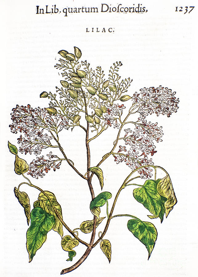 Woodcut print of Syringa vulgaris lilac n1 Photograph by H