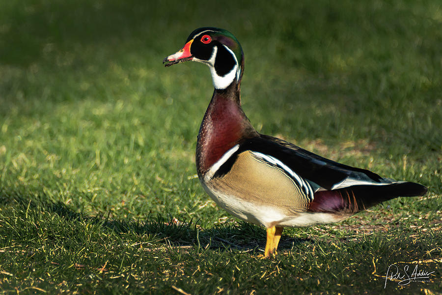 Woodduck Photograph by Phil S Addis