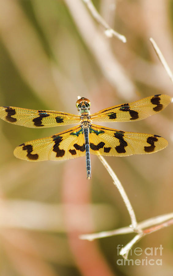 Wooded dragonfly Photograph by Jorgo Photography