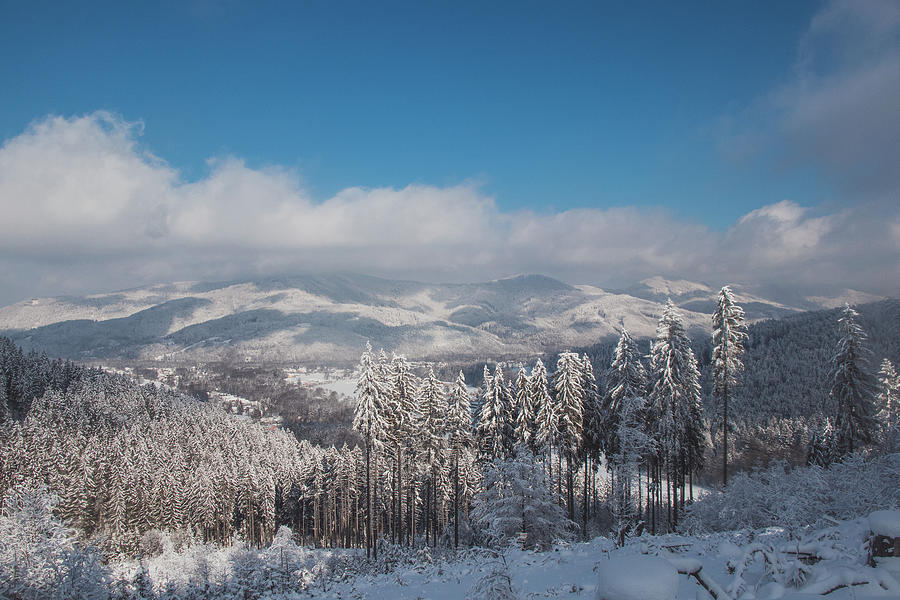 Wooded Land Covered With Snow Photograph