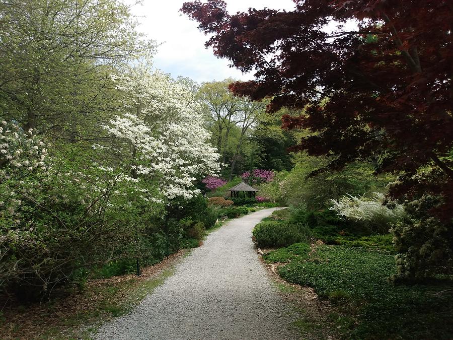 Wooded Path at Laurelwood Arboretum Photograph by Christopher Lotito