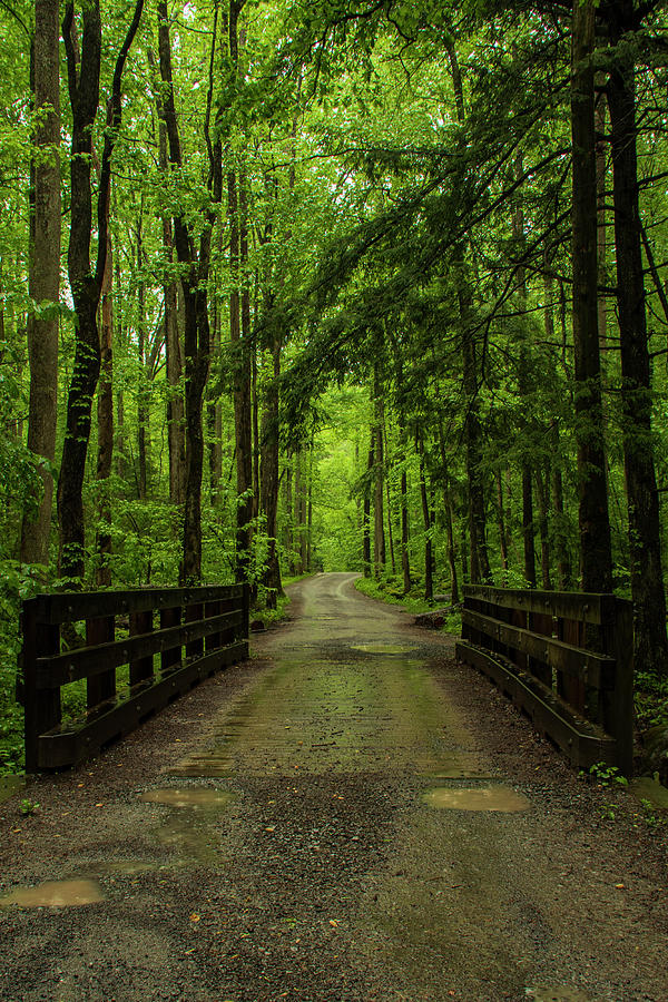 Wooded Path Photograph by Melissa Southern
