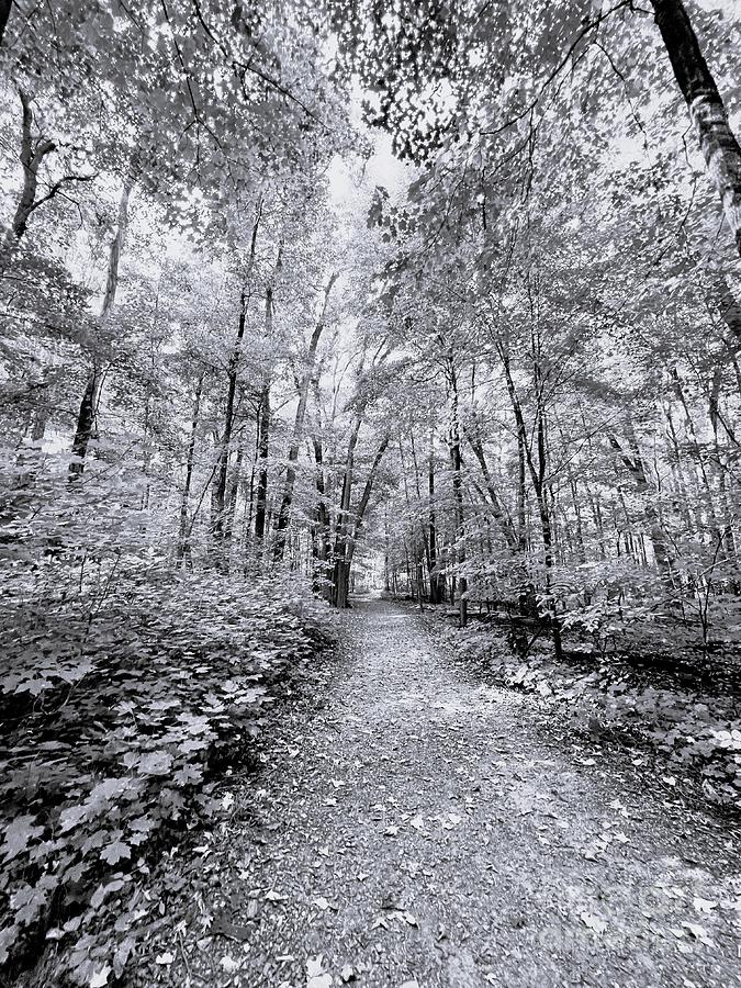 Wooded Path Photograph by Merle Grenz