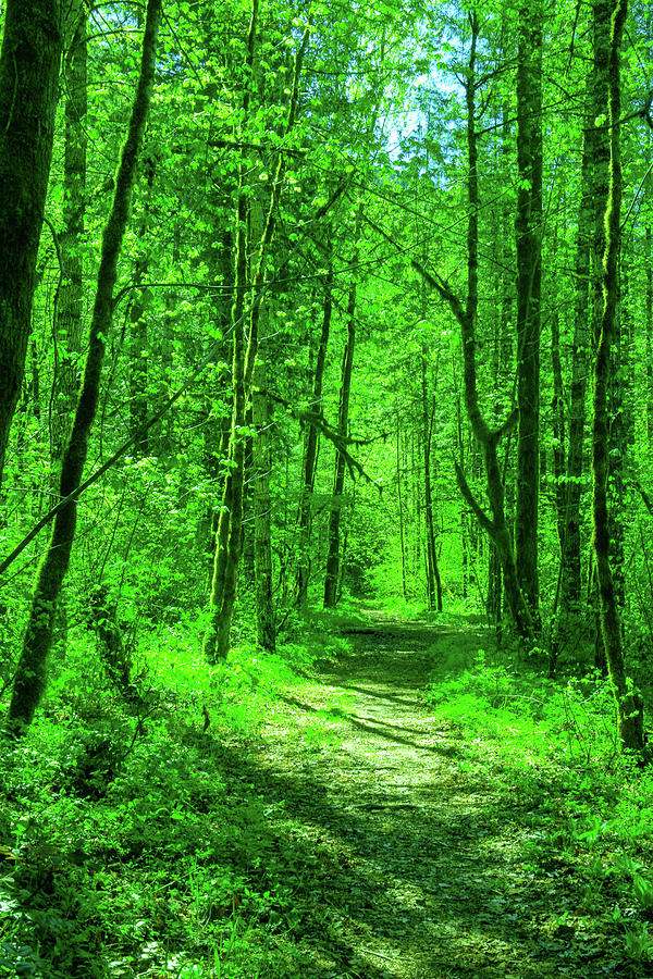 Wooded pathway Photograph by Jeff Swan - Fine Art America