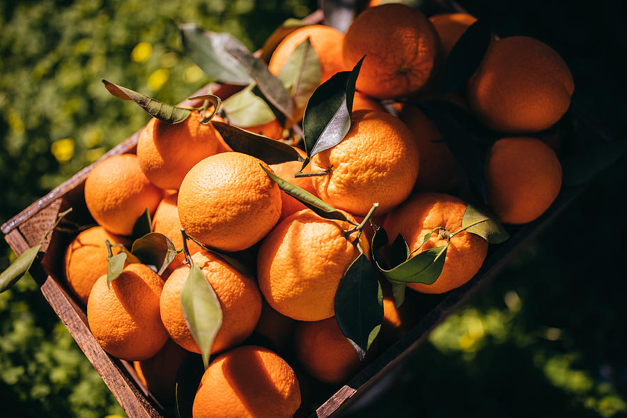 Wooden basket full of ripe oranges in orange grove Photograph by Wundervisuals