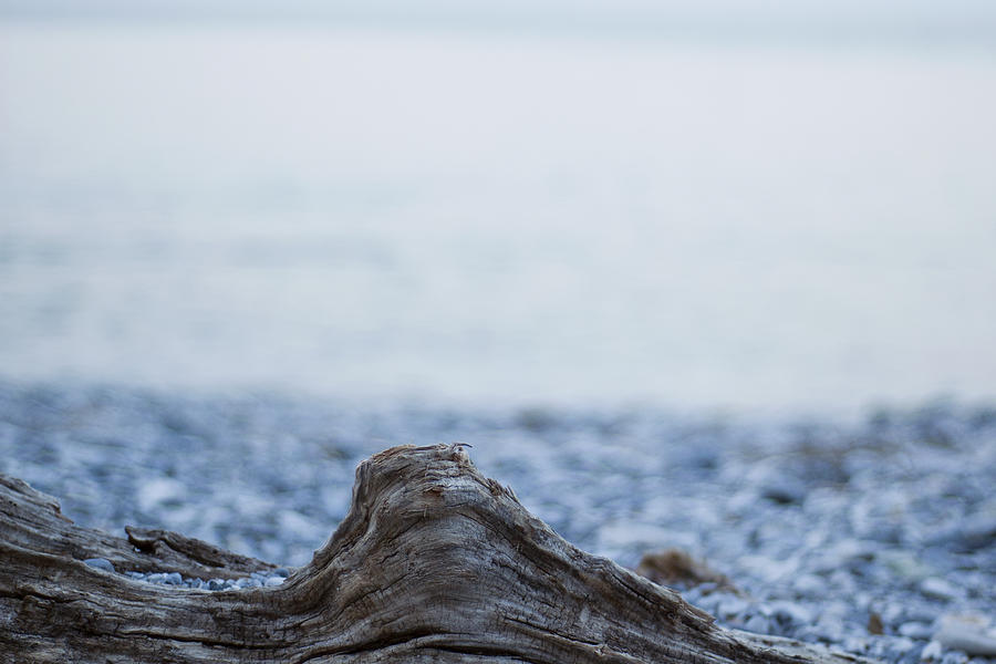 Wooden Branch In The Beach Photograph by SoftlySpokenLight