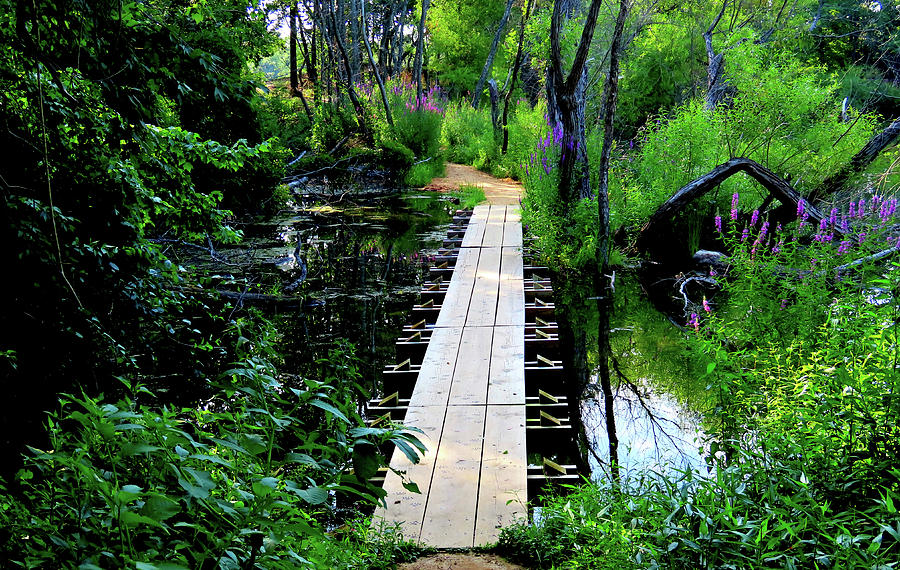 Wooden Bridge Over Wetlands at Palmyra Nature Cove Photograph by Linda Stern
