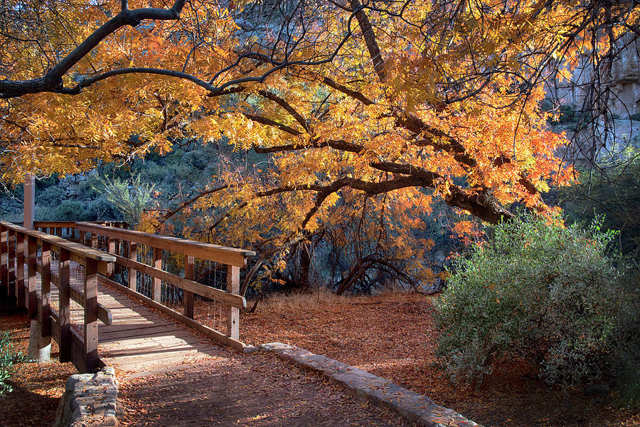 Wooden Bridge with Backlit Fall Colors at Boyce Thompson Arboretum Photograph by Dave Dilli