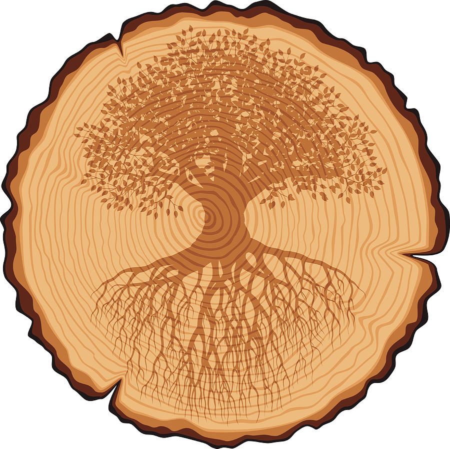 Wooden Cross Section and Old Tree with Roots Drawing by AlonzoDesign