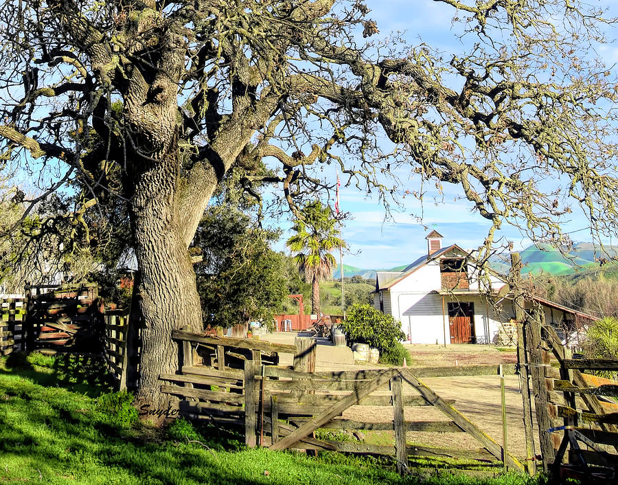 Gnarly Tree In Wine Country #1 Photograph by Floyd Snyder