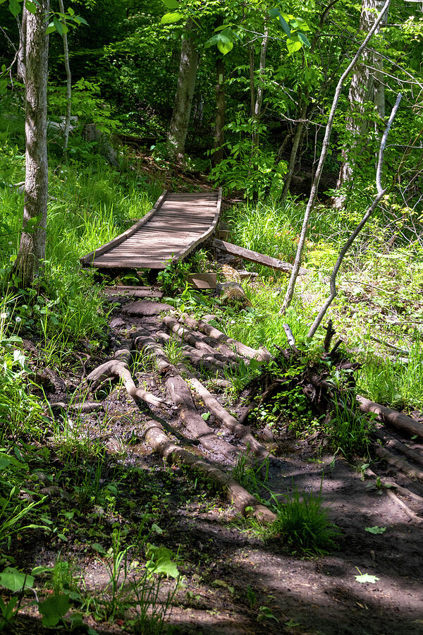 Wooden Footbridge through a Forest Photograph by John Twynam - Pixels