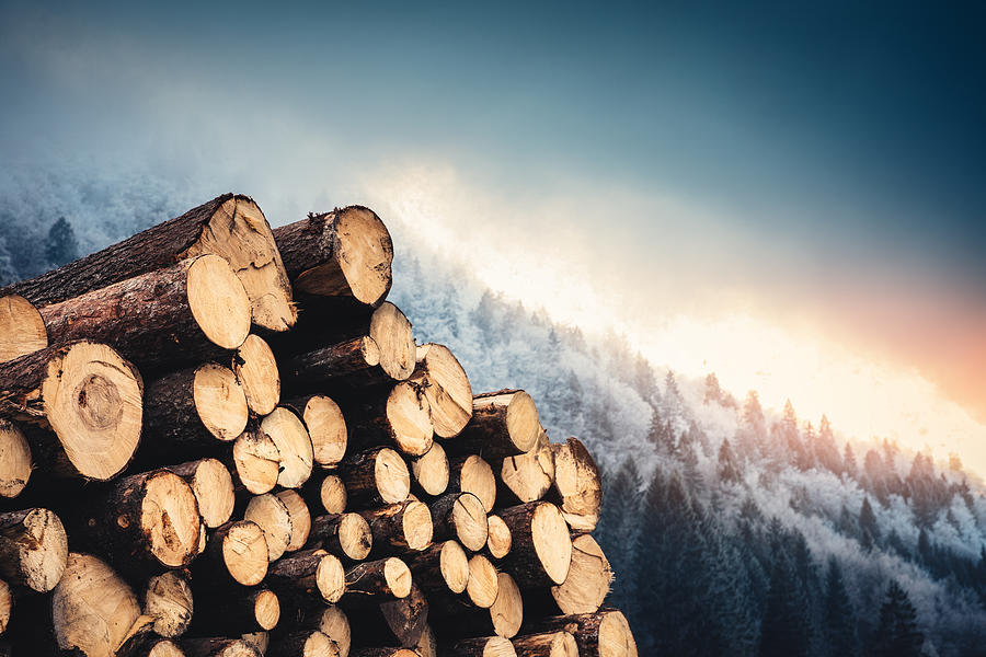 Wooden Logs With Pine Forest In The Background Photograph by Borchee