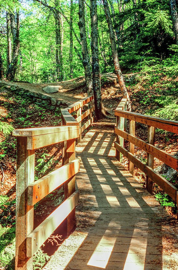 Wooden Pathway  Photograph by Randy Bradley