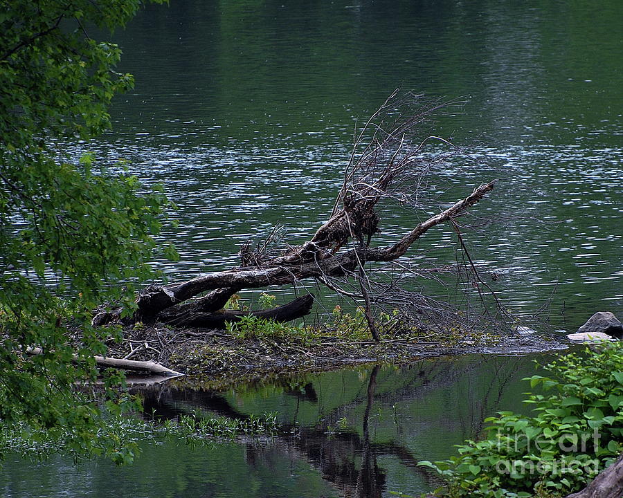 Wooden Praying Mantis Photograph by Mel Rakerd - Fine Art America