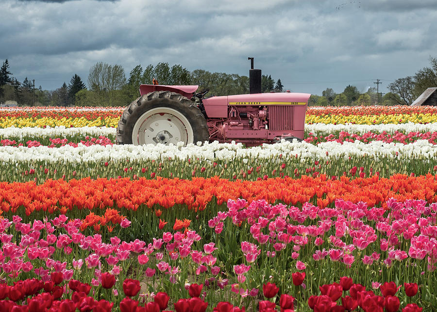 Wooden Shoe Tulip Festival Photograph by Kevin Koch