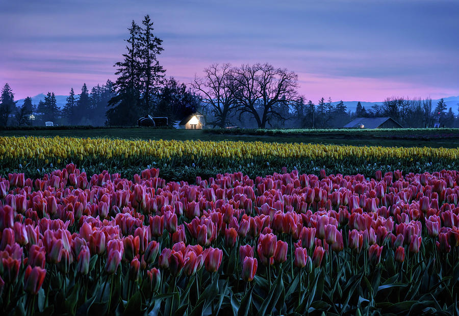 Wooden Shoe Tulip Field Blue Hour Photograph by Wes and Dotty Weber