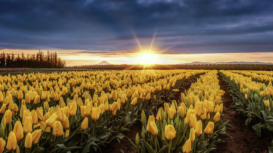 Wooden Shoe Tulip Fields Sunrise Photograph by Wes and Dotty Weber