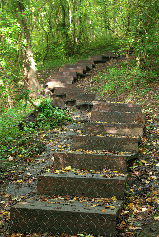 Wooden steps in the woods Photograph by Average Images