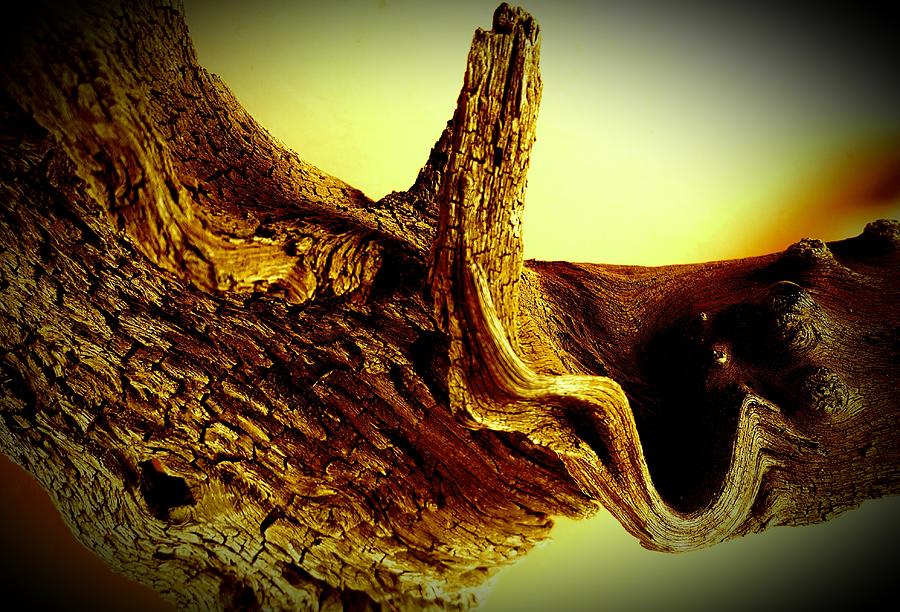 Wooden Stump Digital Art by Loraine Yaffe