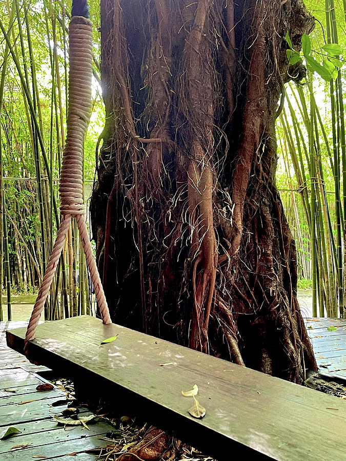 Rope Photograph - Wooden Swing Under an Old Tree by Georgia Clare