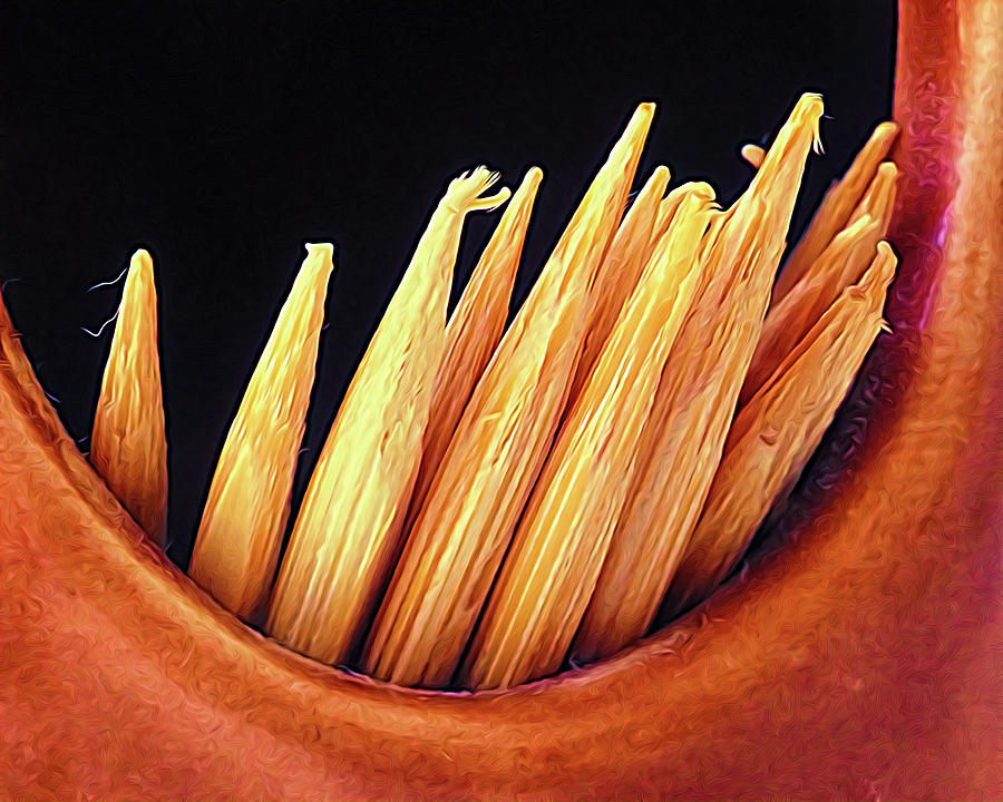 Wooden Toothpicks Expressionism Abstract Photograph by Bill Swartwout