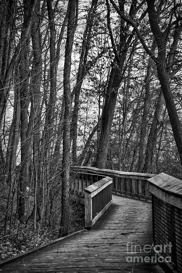 Wooden Walkway In The Woods Digital Art by Kirt Tisdale