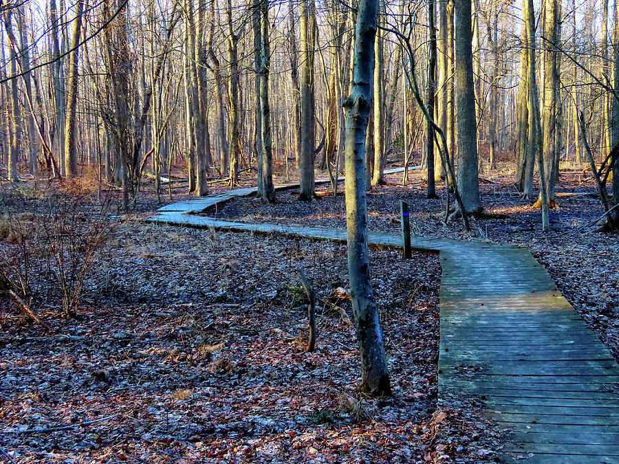 Wooden Walkway Through the Woods in Winter Photograph by Linda Stern