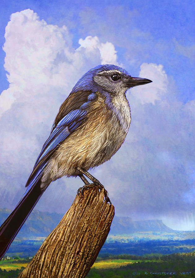 Summer Photograph - Woodhouse Scrub-jay At Mesa Verde by R christopher Vest