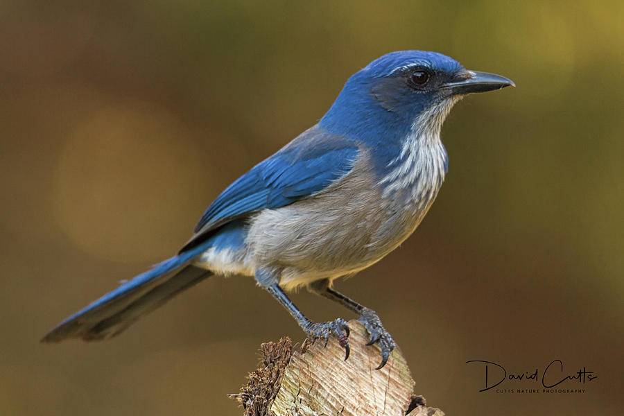 Woodhouse's Scrub Jay Photograph by David Cutts