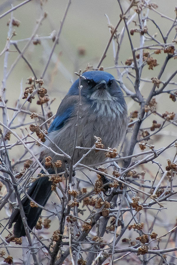 Woodhouses Scrub Jay - Displeased or just Chilly? Photograph by Cascade Colors