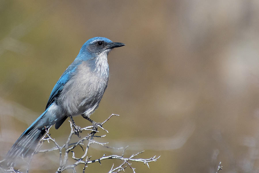 Woodhouse's Scrub Jay Portrait Photograph by Cascade Colors - Fine Art ...