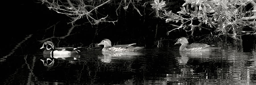 Woodies in Black and White Photograph by Jerry Griffin