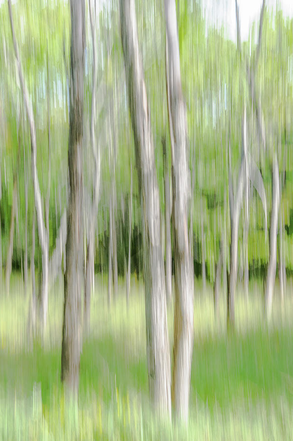 Tree Photograph - Woodland Abstract by Andrew Wilson