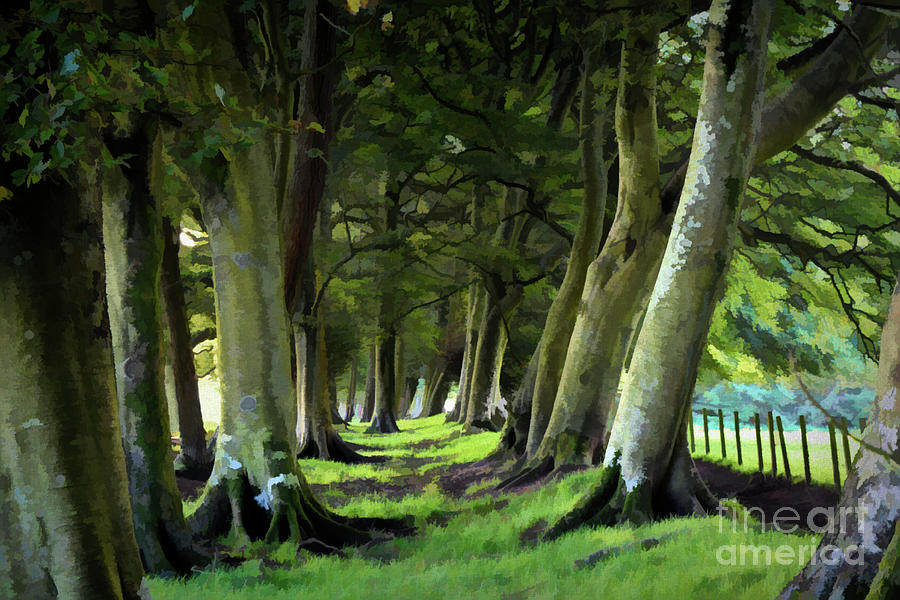 Woodland Avenue of Trees Photograph by Yvonne Johnstone