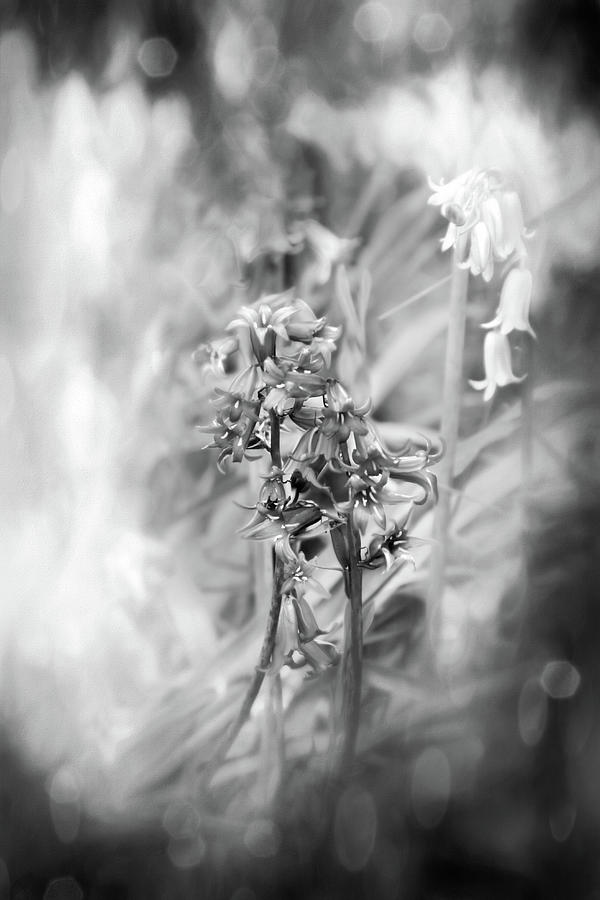 Woodland Bluebells Black And White Photograph