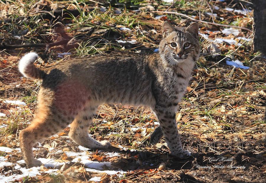 Woodland Bobcat4 Photograph by Gail Huddle Fine Art America