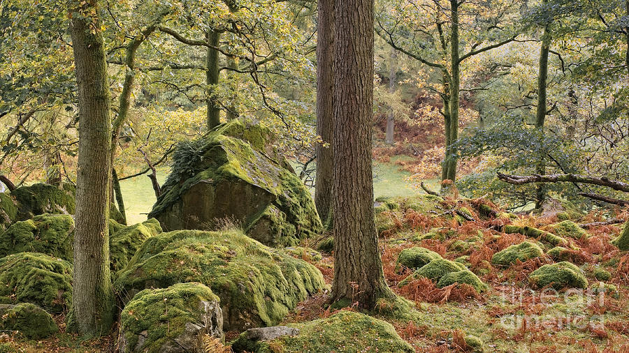 Woodland, Borrowdale, Lake District National Park, Cumbria, UK Photograph by Philip Preston