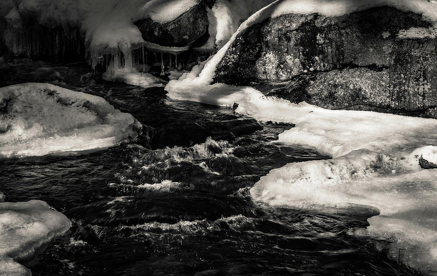 Woodland Brook Thawing 2 BNW Photograph by Michael Saunders