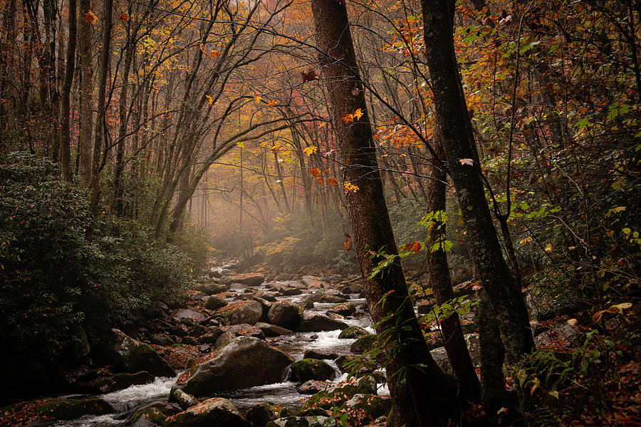 Woodland Calm Photograph by Perry Skaggs - Pixels