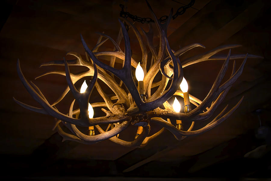 Woodland Chandelier Photograph by Mark Andrew Thomas