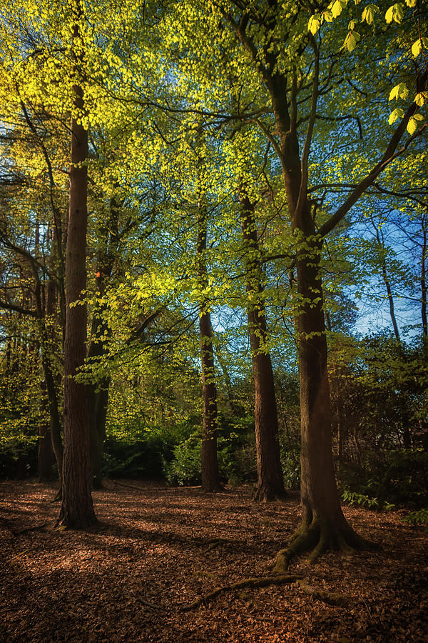 Woodland Photograph by Chris Boulton