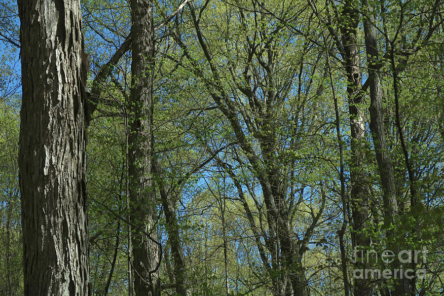Woodland Color Photograph by Ann Horn