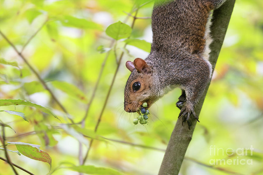 Woodland Creatures - Eastern Grey Squirrel Photograph by Rehna George