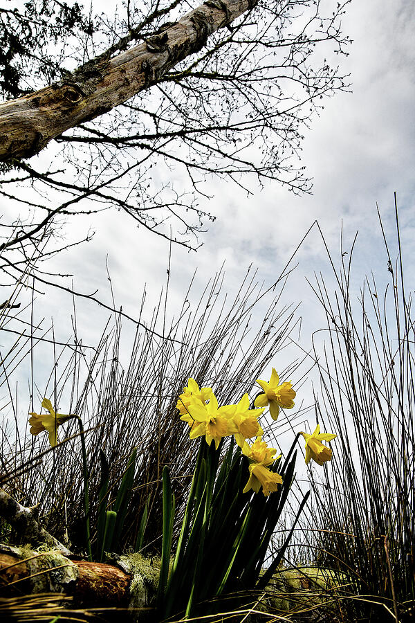 Woodland Daffodils Photograph by Pamela Patch