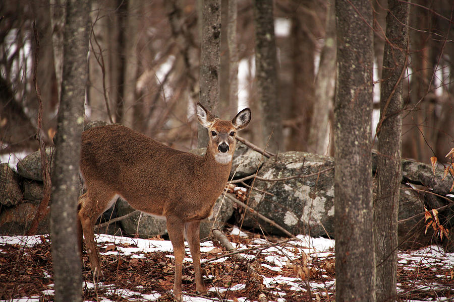 Woodland Deer Photograph
