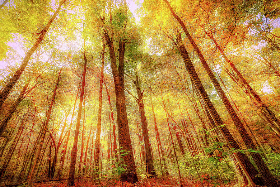 Woodland Dream Photograph by Eric Glaser